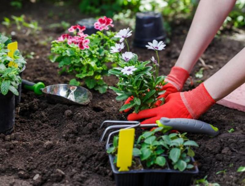 Cận cảnh các loại giá thể trồng rau mầm phổ biến như xơ dừa, trấu hun và peatmoss giúp hạt nảy mầm tốt